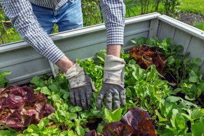 Is produce from a home garden safer than store bought? 'It depends'