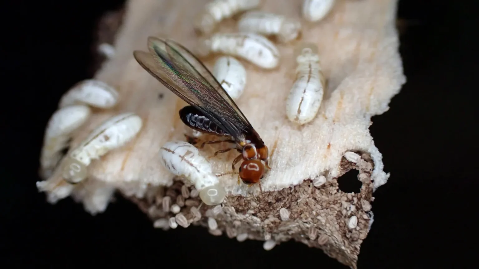 New chemical wipes out 95% of termites without harming humans