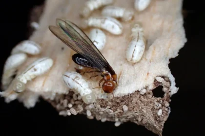 New chemical wipes out 95% of termites without harming humans