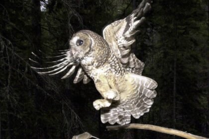 Trump administration allows inadvertent killing of endangered species