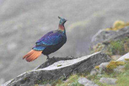 A beautiful Himalayan bird is changing its voice due to human activity, research shows