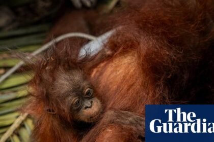 ‘The toll is huge’: El Niño-driven wildfires overwhelm Indonesia’s orangutan population