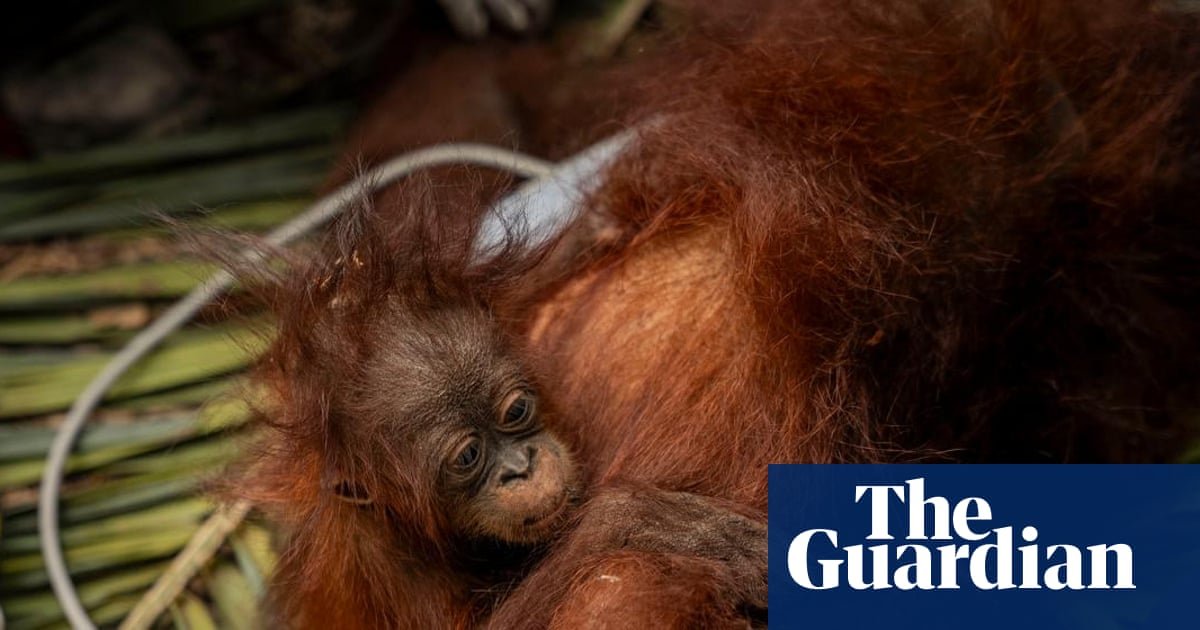 ‘The toll is huge’: El Niño-driven wildfires overwhelm Indonesia’s orangutan population