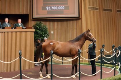 Racehorse market breaks records riding high on tax breaks, stock market gains