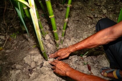 Inside India newsletter: Food crisis, economic shock ahead as India braces for El Niño