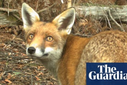 ‘We cannot accept foxes as part of our landscape’: the plan to save Australia’s threatened wildlife