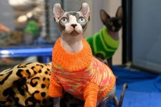 Russia leads world in cat ownership — yet has 2.8 million strays