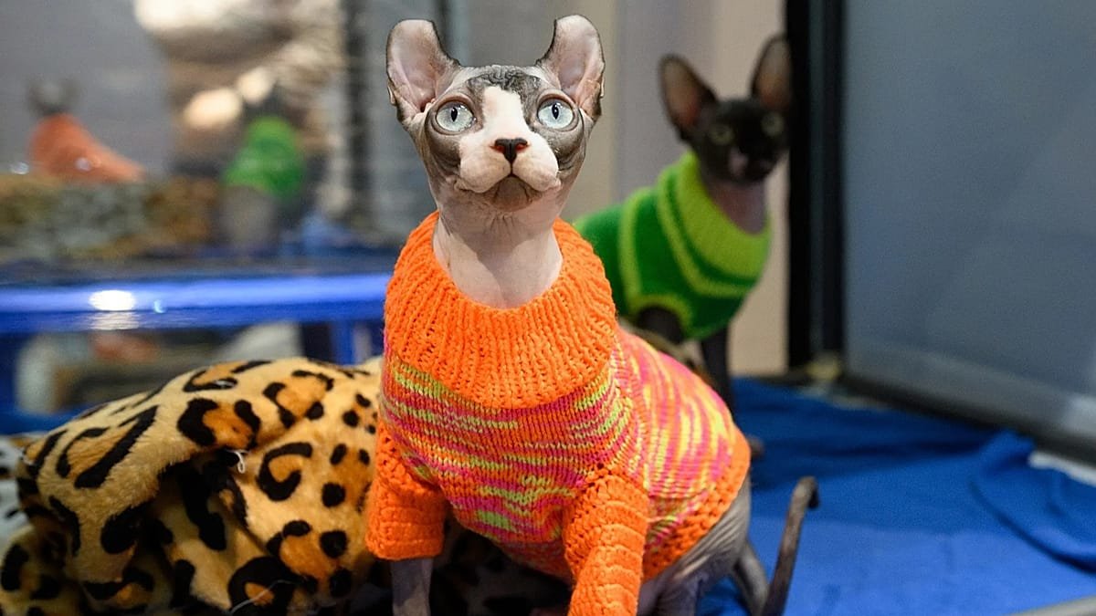 Russia leads world in cat ownership — yet has 2.8 million strays