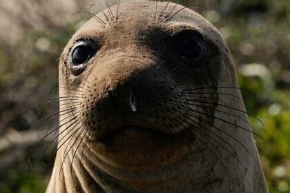 Unexpected beach guest: Elephant seal draws crowds in Rio
