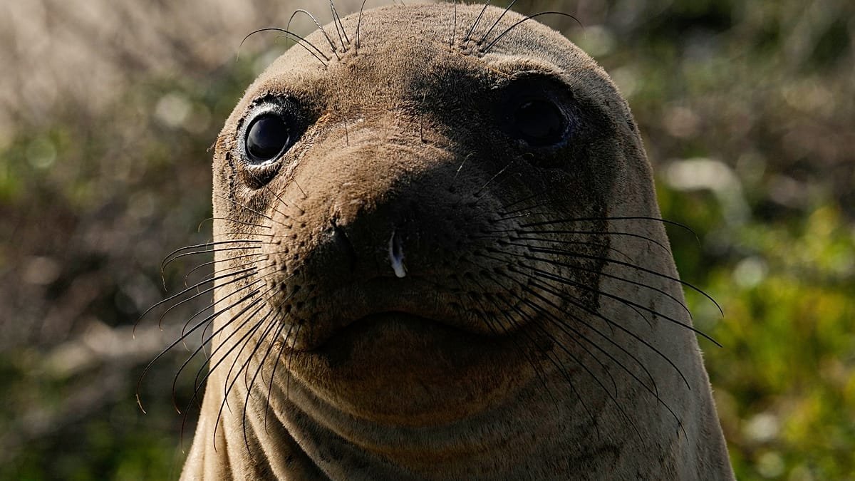 Unexpected beach guest: Elephant seal draws crowds in Rio