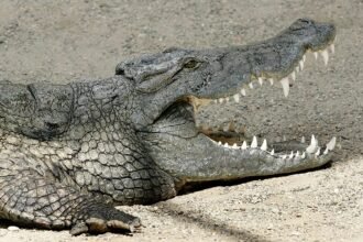 Scientists identify ancient Egyptian crocodile whose skull is missing its nose like the Sphinx