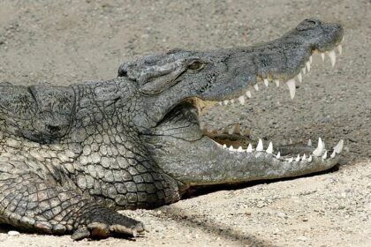 Scientists identify ancient Egyptian crocodile whose skull is missing its nose like the Sphinx