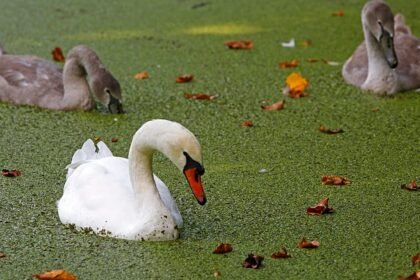 Belgian city’s historic canals turn green after record-hot summer