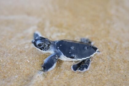 Tiny turtles take their first steps towards the sea