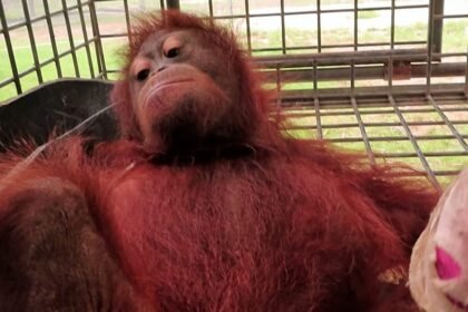 Indonesia: Baby orangutan saved from Borneo wildfires as habitat destruction escalates