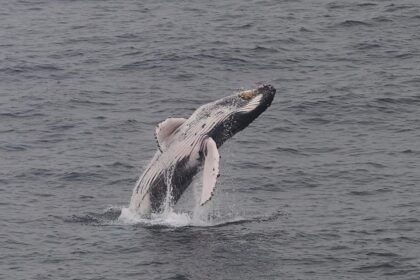 Southern right whales return to South Africa, drawing crowds to the coast