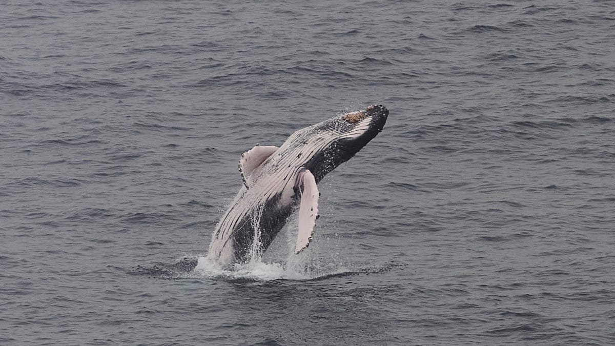 Southern right whales return to South Africa, drawing crowds to the coast