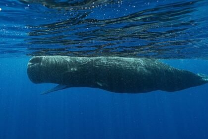 Four sailors rescued after sperm whale sinks yacht in South Pacific