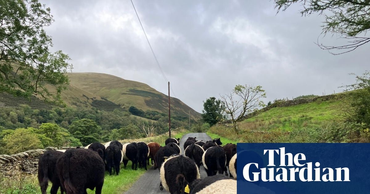 Country diary: A TB scare is still hanging over the farm | Andrea Meanwell