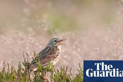 Country diary: On the bluest of days, the plaintive call of a pipit | Mark Cocker