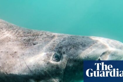 To cull or not to cull: Greenland debates fate of world’s slowest shark