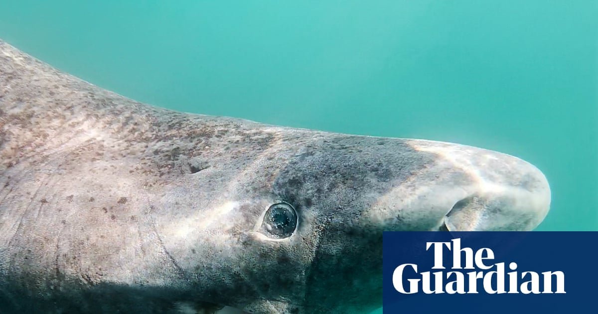 To cull or not to cull: Greenland debates fate of world’s slowest shark