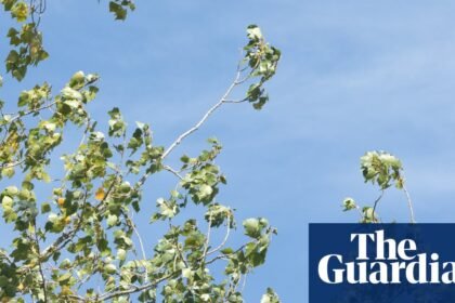 Country diary: Which tree sounds the best in the wind? Take a bough, the poplar | Derek Niemann