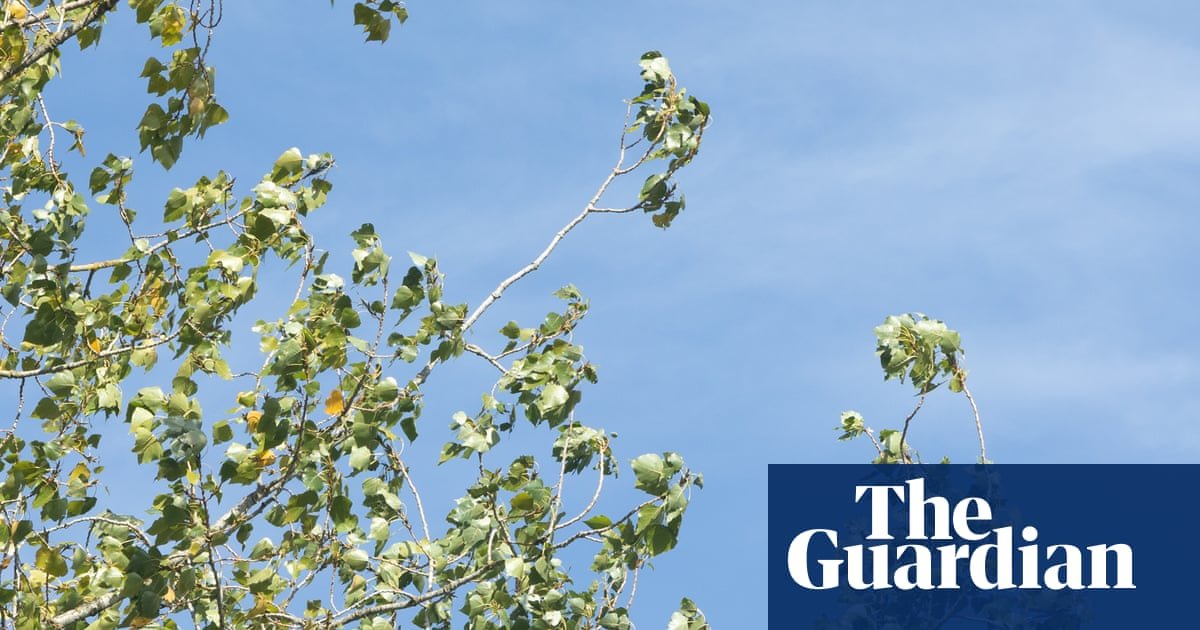 Country diary: Which tree sounds the best in the wind? Take a bough, the poplar | Derek Niemann
