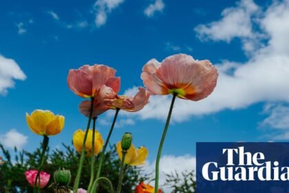 Blooming beautiful! The Tesselaar tulip festival – in pictures