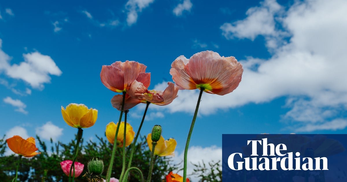 Blooming beautiful! The Tesselaar tulip festival – in pictures
