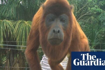 Animals crossing: the simple solution to stop roadkill in the Amazon