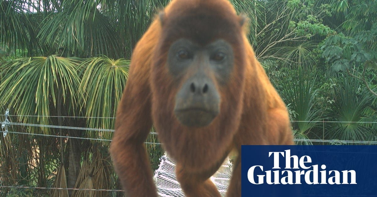 Animals crossing: the simple solution to stop roadkill in the Amazon