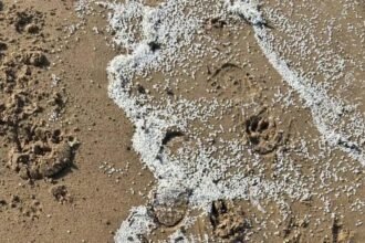 Tests carried out on seabirds after nurdle spill