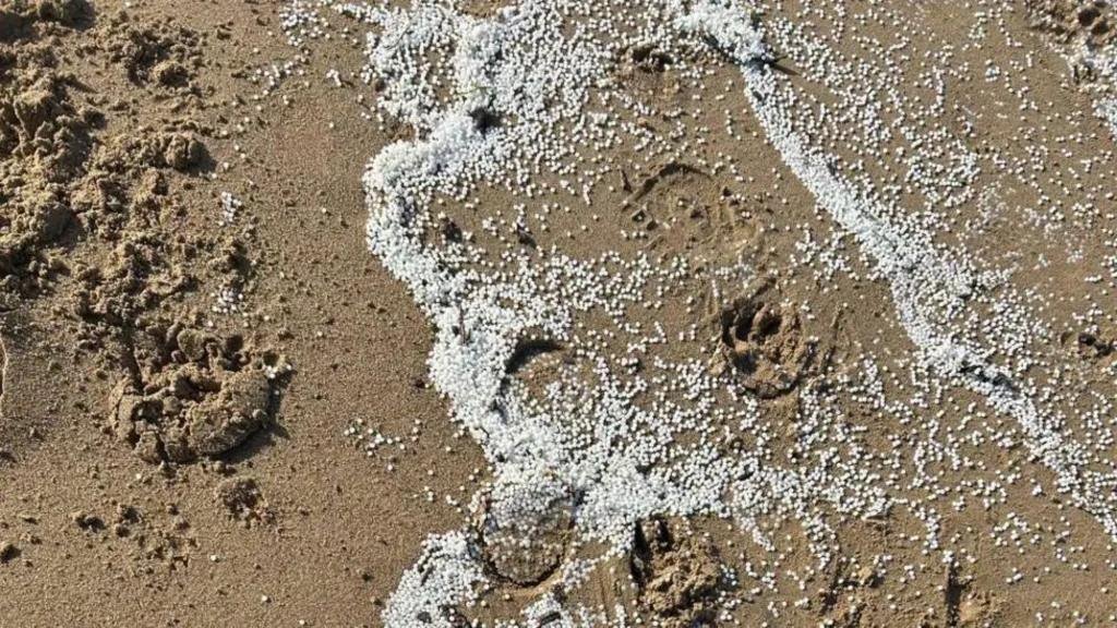 Tests carried out on seabirds after nurdle spill