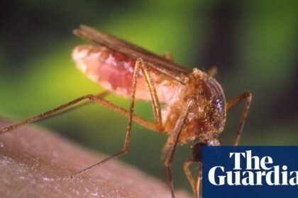 ‘A living hell’: how Los Angeles got taken over by mosquitoes