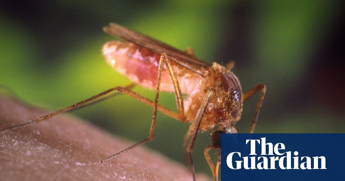 ‘A living hell’: how Los Angeles got taken over by mosquitoes