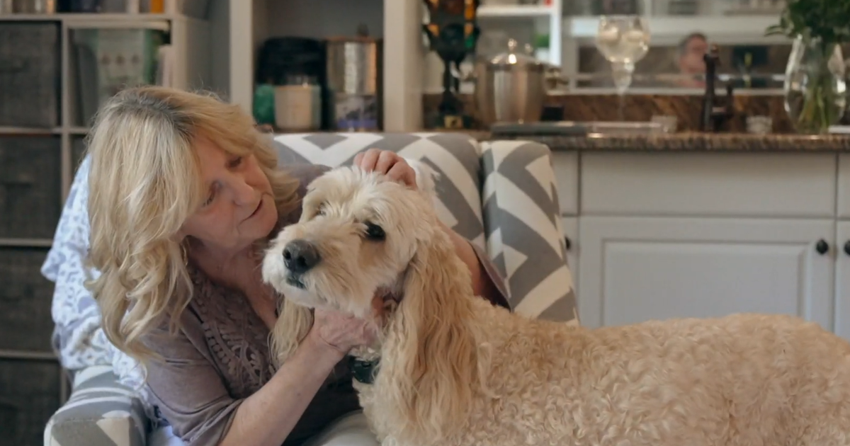 When 2 dogs went missing in a car crash, a volunteer spent weeks searching