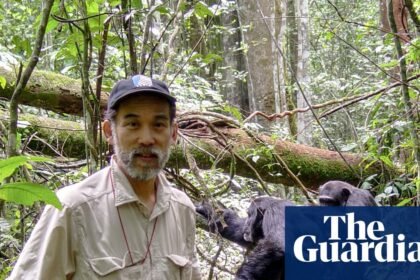‘I didn’t want to write about this’: the man who first saw chimps waging civil war