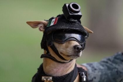 Mexico's National Guard debuts chihuahua dog recruit named 'Comando'