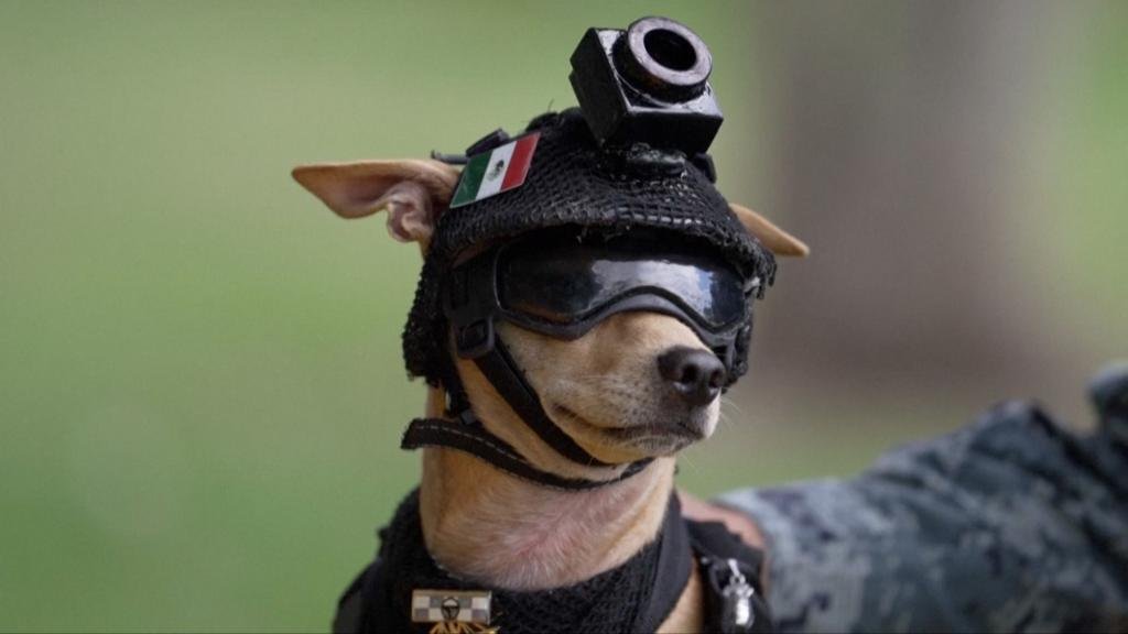 Mexico's National Guard debuts chihuahua dog recruit named 'Comando'