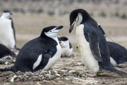 World's largest penguin colony hit by 'alarming' decline in numbers