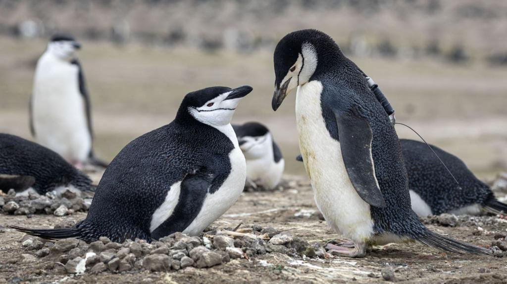 World's largest penguin colony hit by 'alarming' decline in numbers