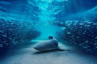 Blue Planet III ventures into darkest depths of ocean