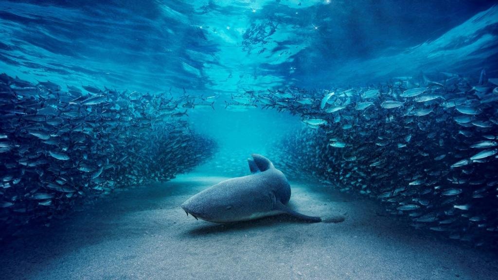 Blue Planet III ventures into darkest depths of ocean