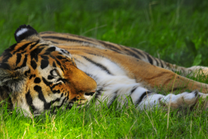 'Serious incident' at tiger enclosure closes Yorkshire Wildlife Park