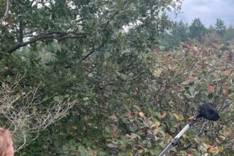 Rare tree on Somerset clifftops being protected