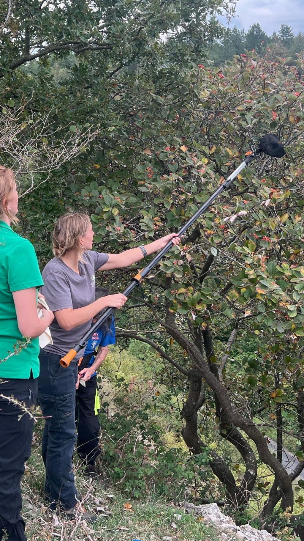 Rare tree on Somerset clifftops being protected