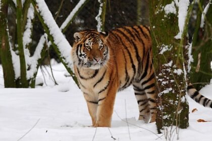 Man dies after entering tiger enclosure at England wildlife park