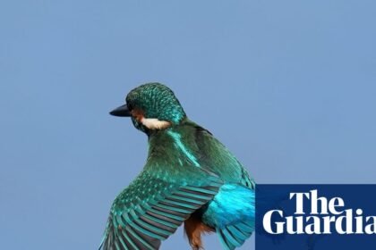 Week in wildlife: a friendly seal, a furious goldcrest and ‘the swanfather’