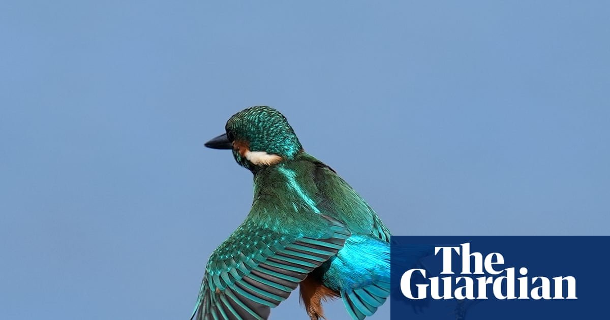 Week in wildlife: a friendly seal, a furious goldcrest and ‘the swanfather’